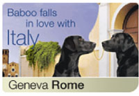 Image: Baboo falls in love with Italy